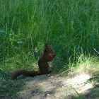 Squirrel's Lunchtime
