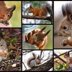 Squirrels - my friends