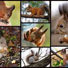 Squirrels - my friends
