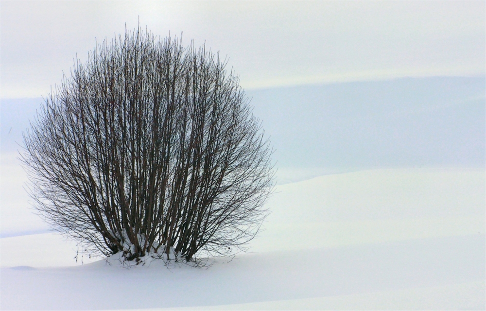 Srauch im Schnee