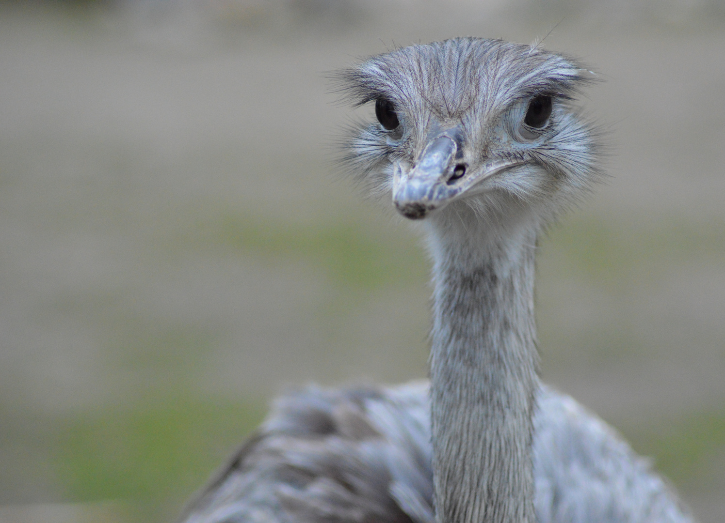 Srauß / ostrich