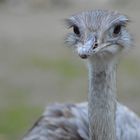 Srauß / ostrich