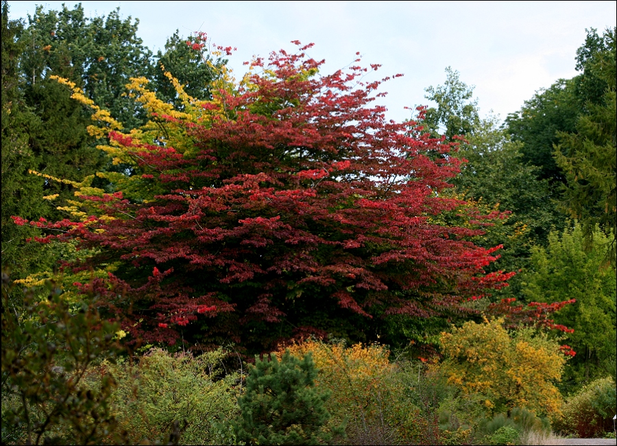 Sreifzug durch den Herbst II