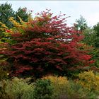 Sreifzug durch den Herbst II