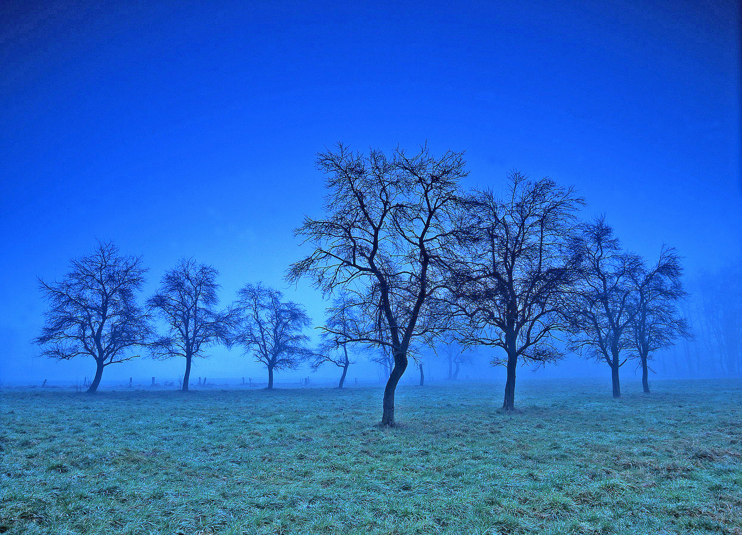 Sreuobstwiese im Morgennebel im Lipperland