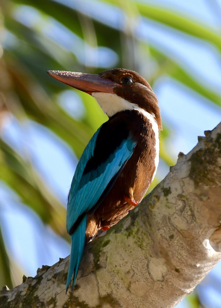 Sri Lanka