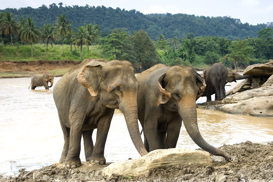 Sri Lanka 03