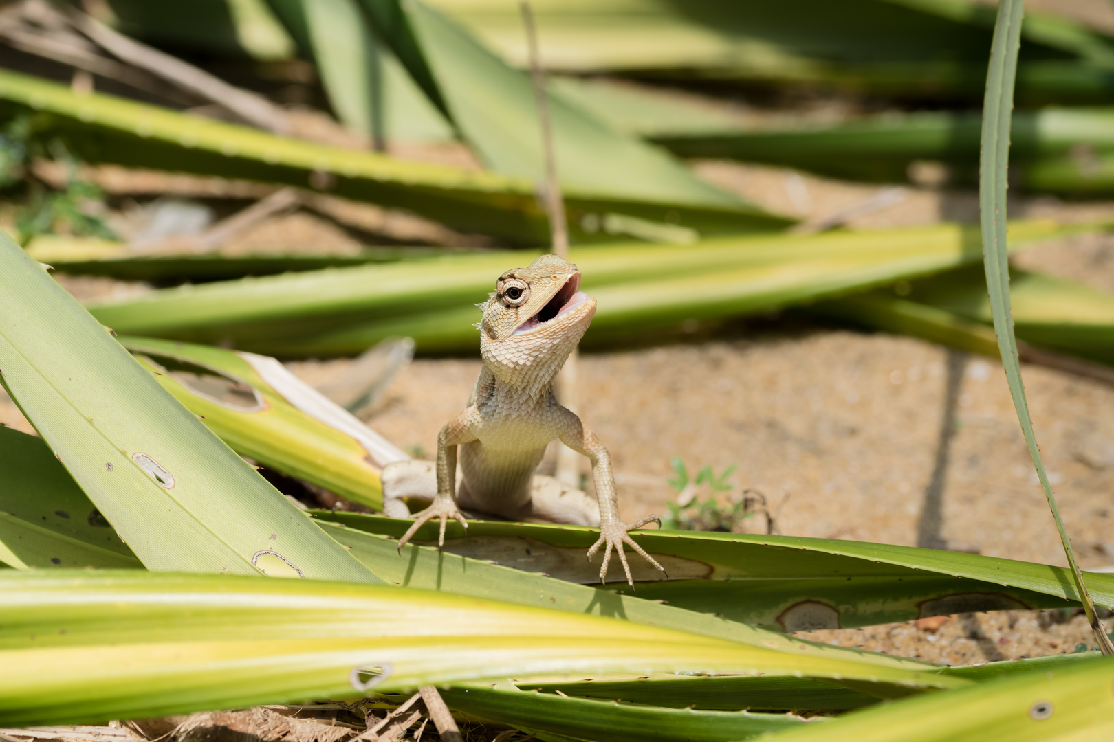 Sri Lanka