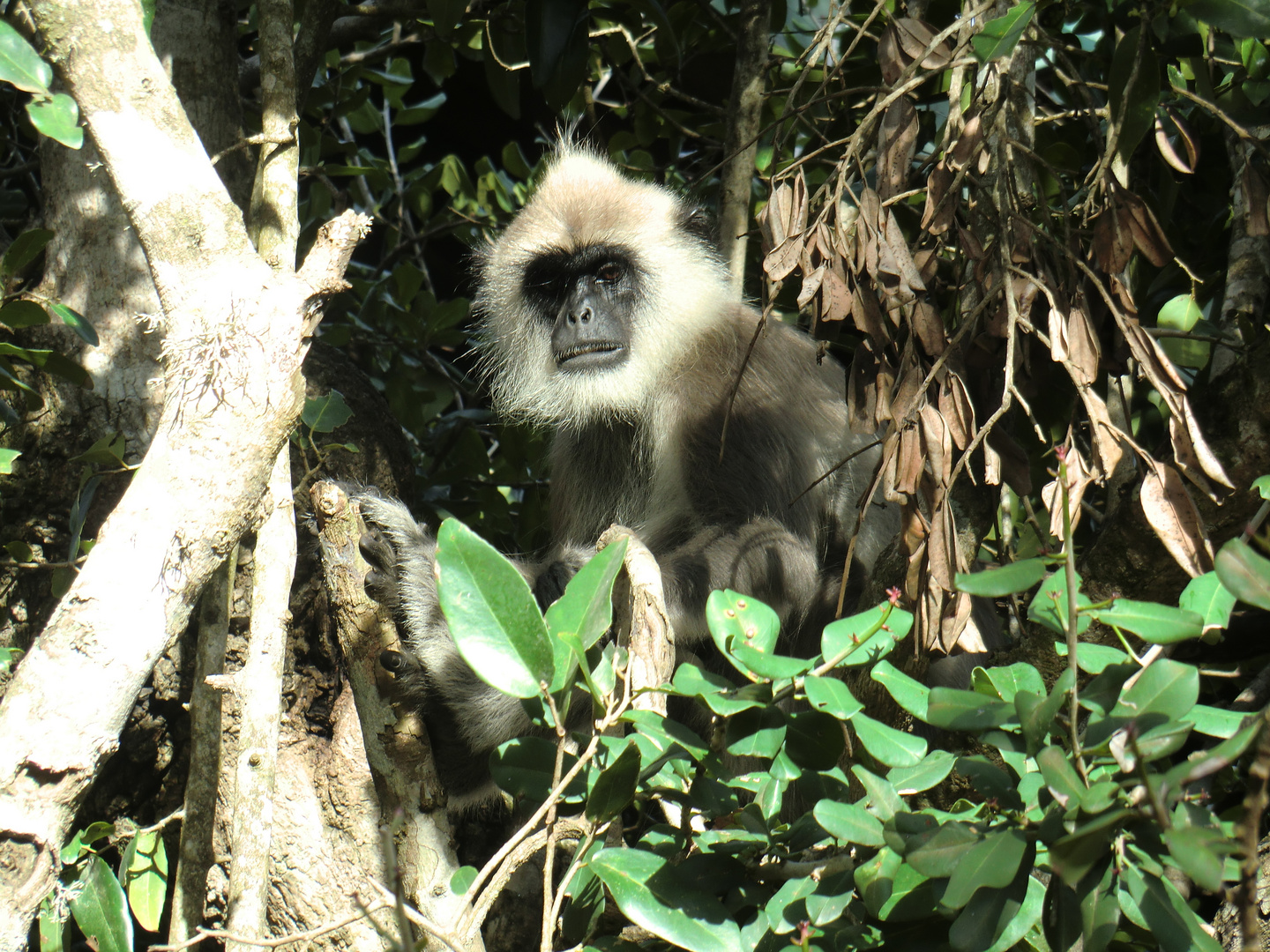 sri lanka 1