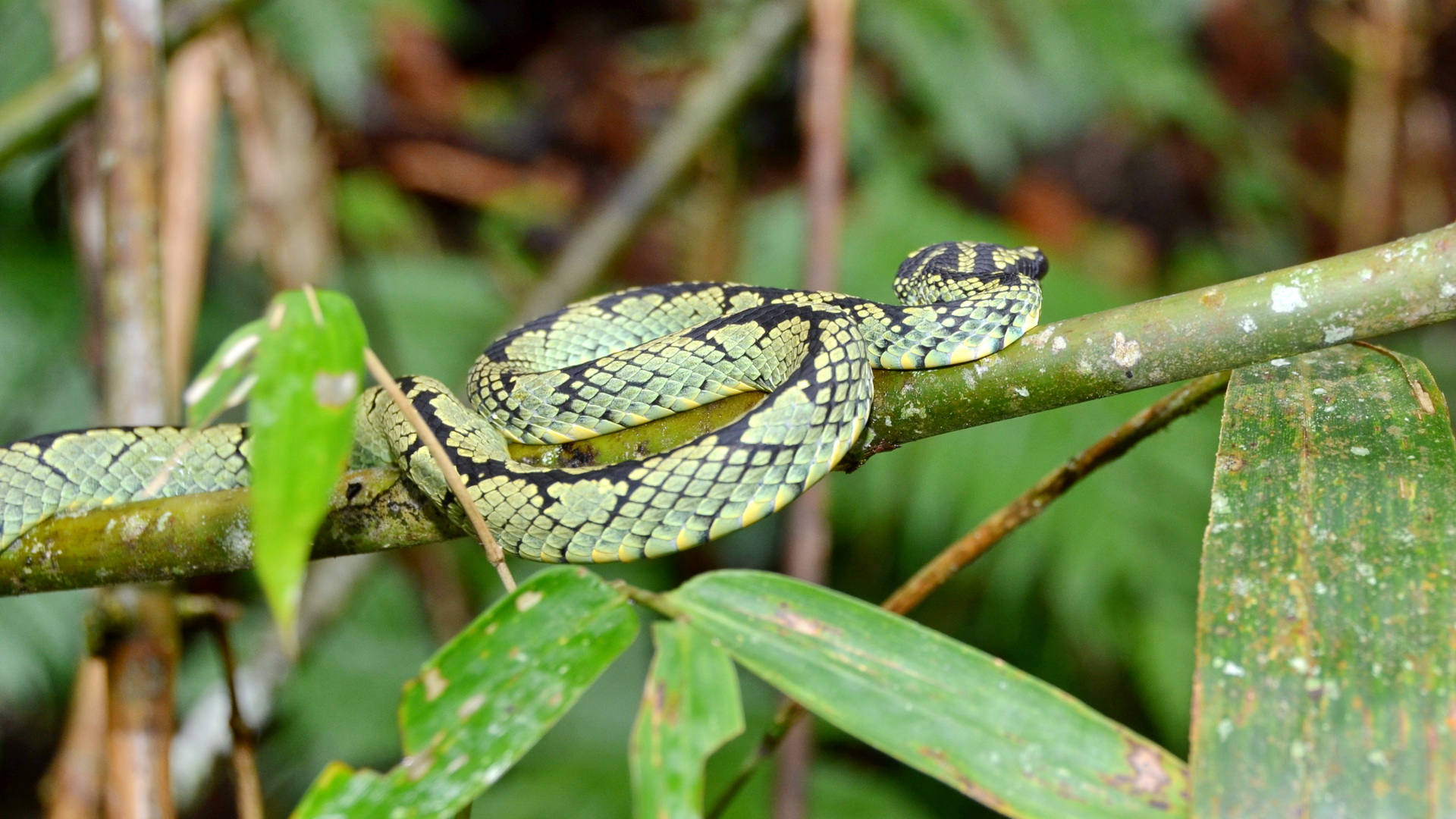 Sri Lanka 13