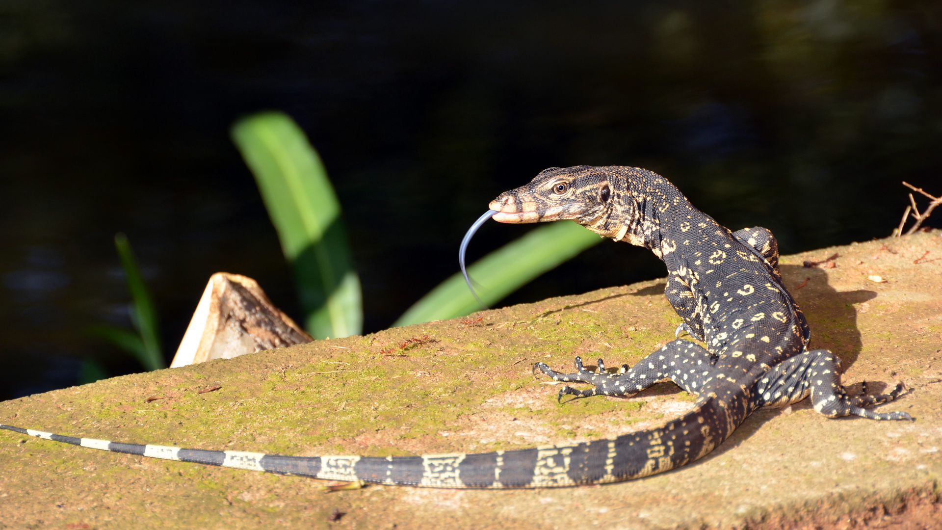 Sri Lanka 15