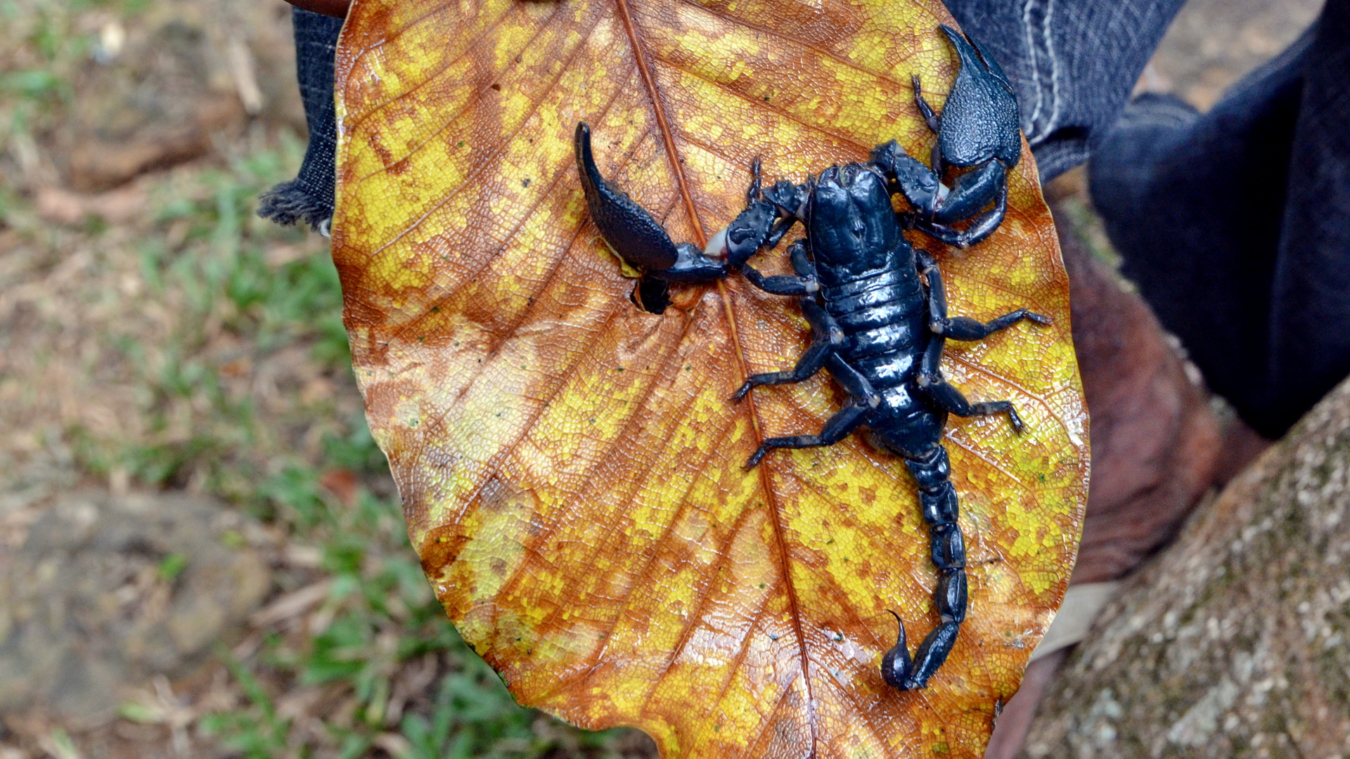 Sri Lanka 18