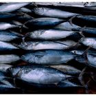 Sri Lanka 2004 / Galle / Fish selling