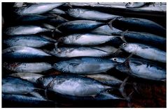 Sri Lanka 2004 / Galle / Fish selling