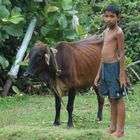 Sri Lanka (2013), Cowboy