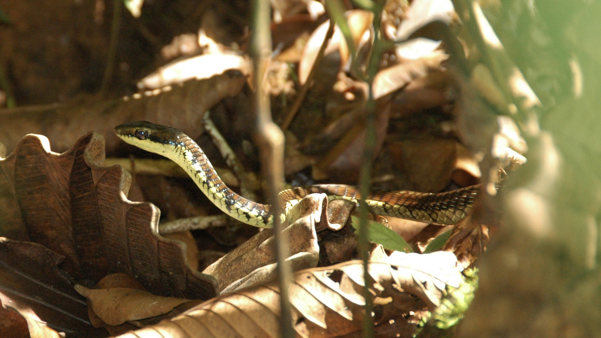 Sri Lanka (2016), Sinharaja NP