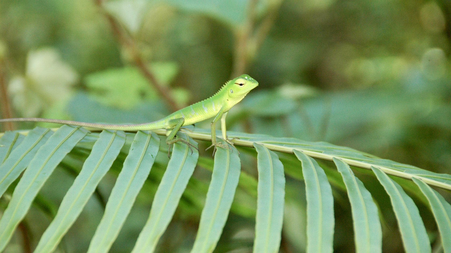 Sri Lanka (2016), Sinharaja NP