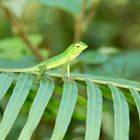 Sri Lanka (2016), Sinharaja NP