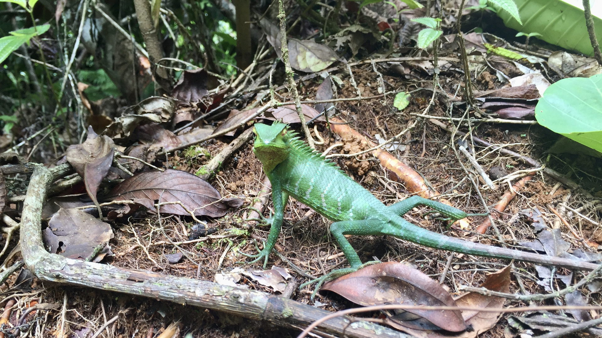 Sri Lanka (2016), Sinharaja NP