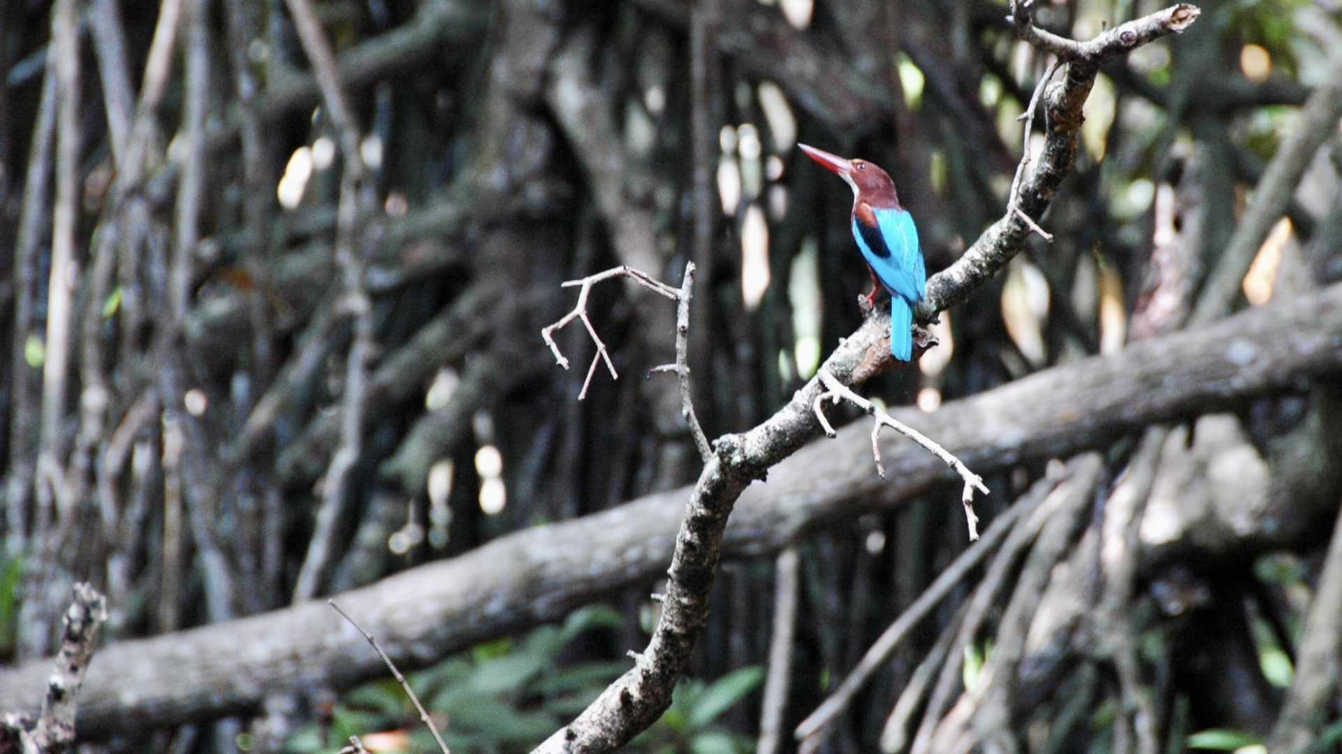 Sri Lanka (2016), Sinharaja NP