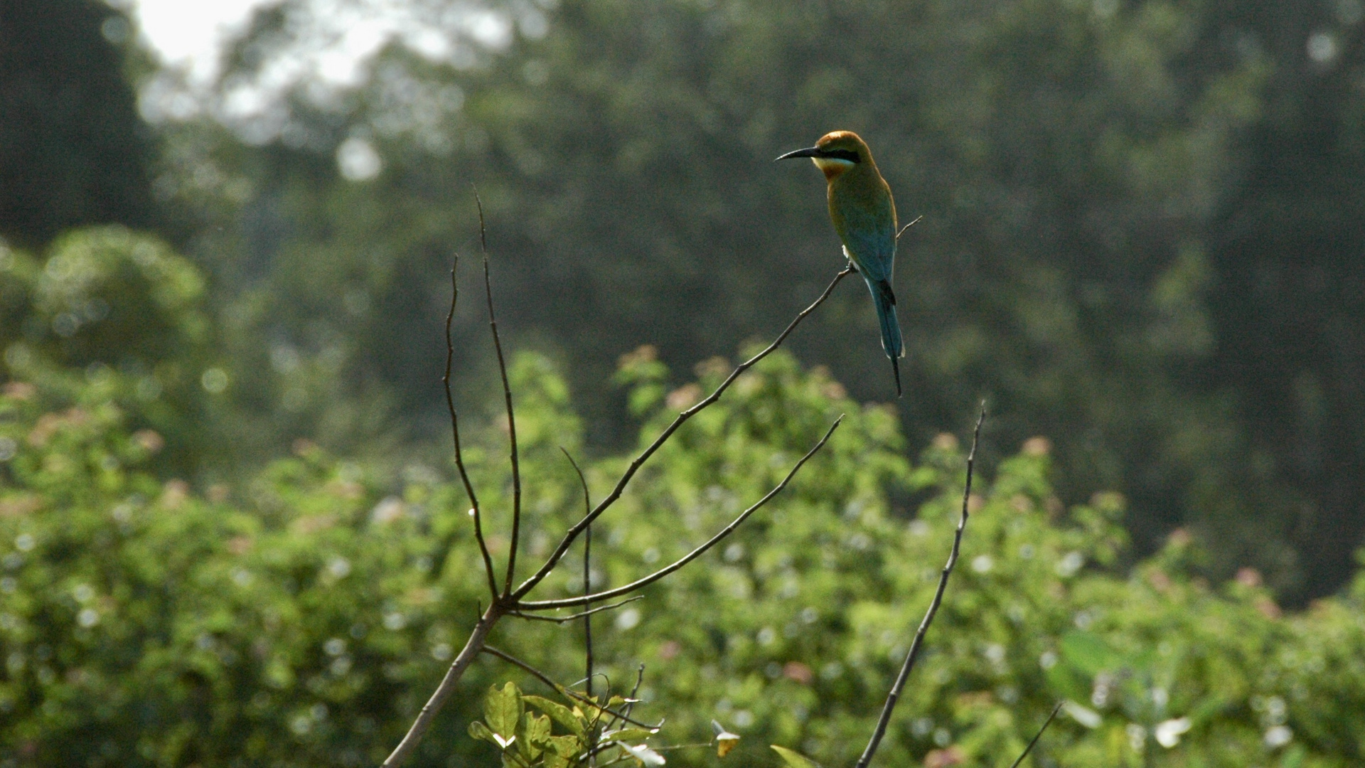 Sri Lanka (2016), Sinharaja NP