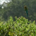 Sri Lanka (2016), Sinharaja NP