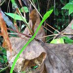 Sri Lanka (2016), Sinharaja NP