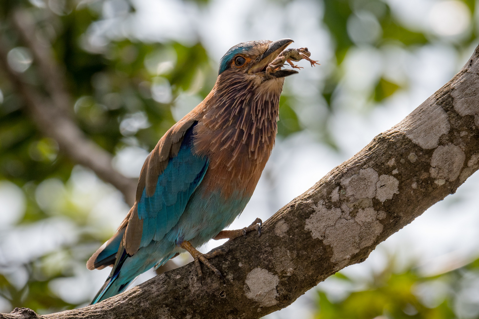 Sri Lanka 2019-1941