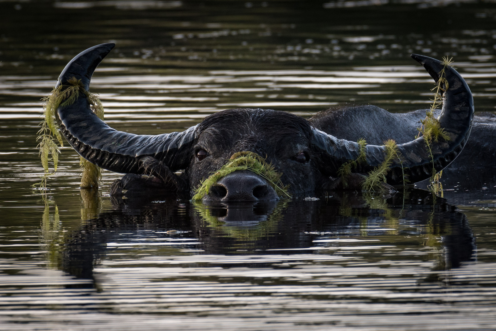 Sri Lanka 2019-3548