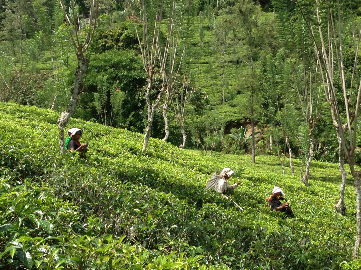 Sri Lanka