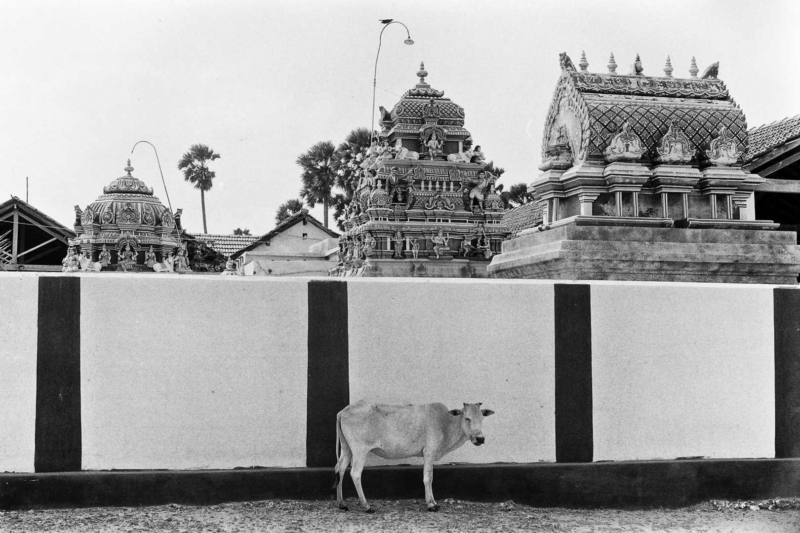 Sri Lanka 79, 5 - "Wir müssen leider draußen bleiben."