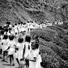 Sri Lanka 79, 7 - Schulweg