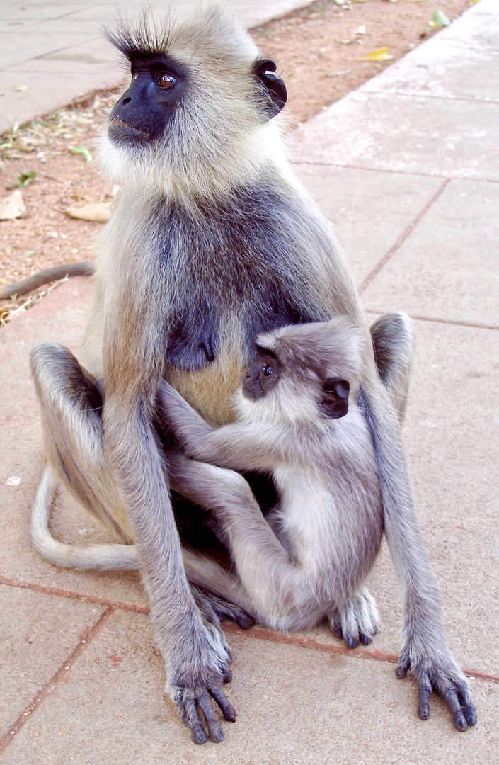 Sri Lanka b