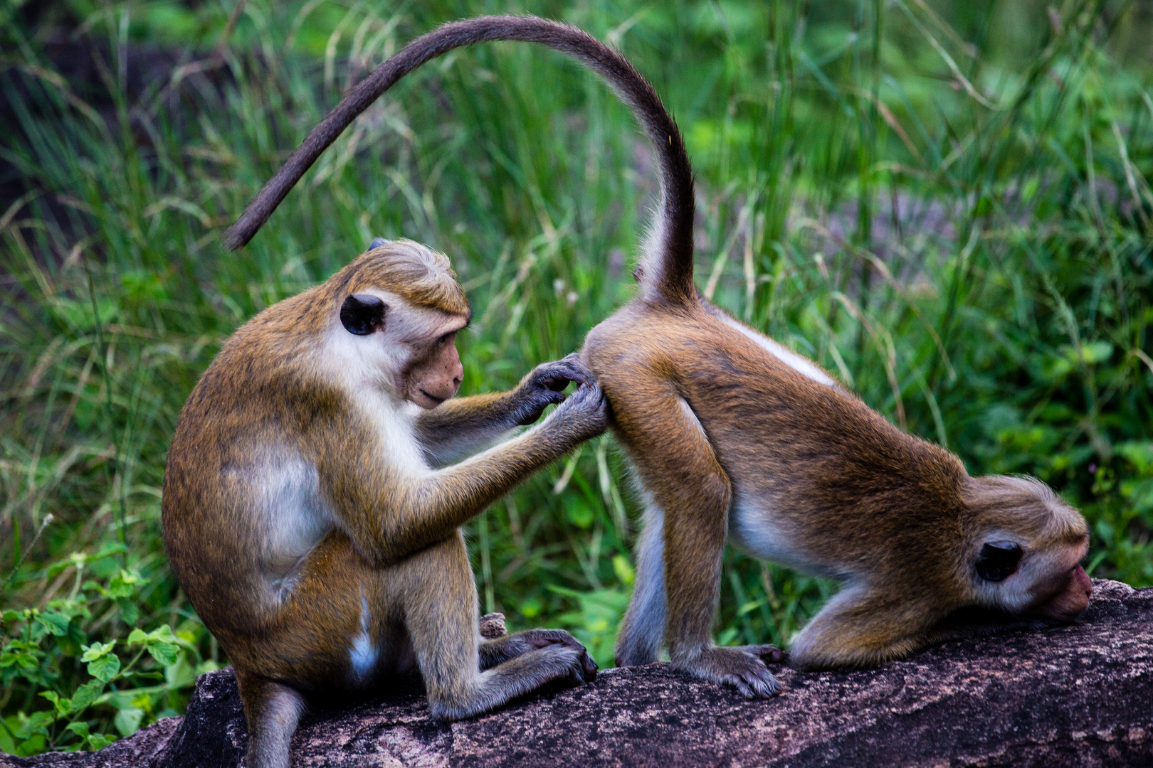 Sri Lanka