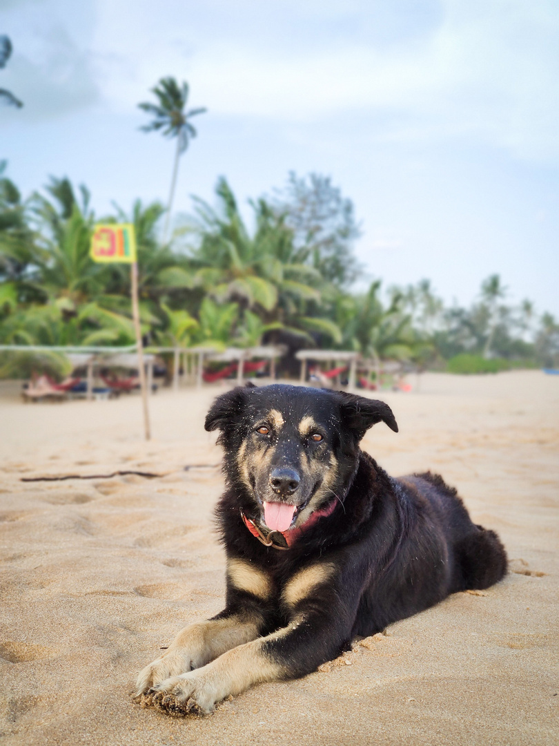 Sri Lanka - der Hund am Strand