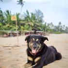 Sri Lanka - der Hund am Strand