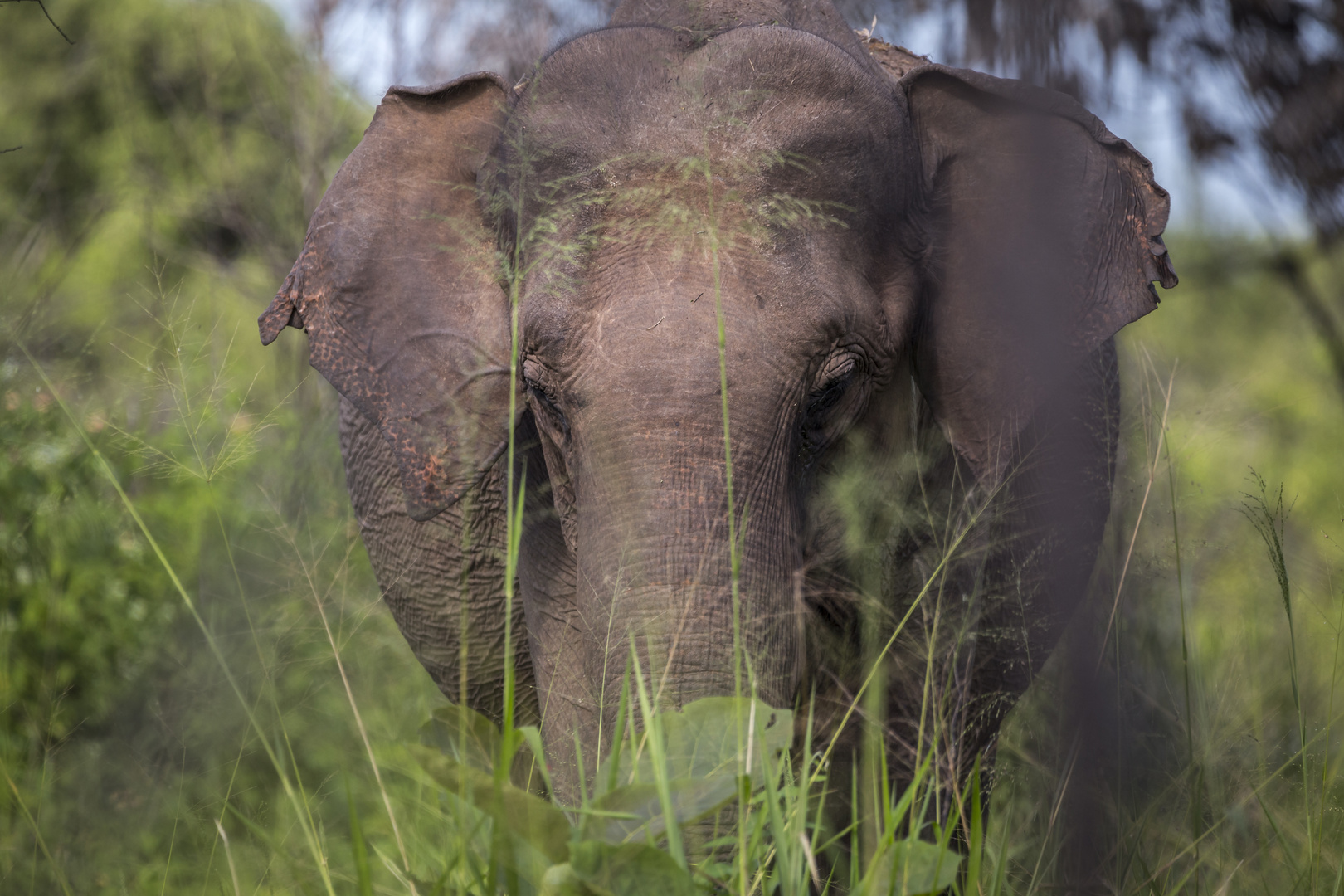 Sri Lanka Dickhäuter