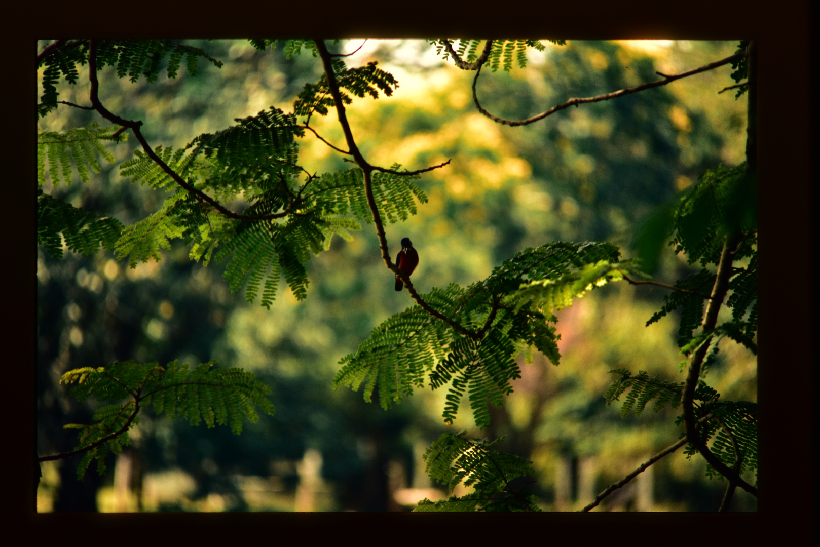 Sri Lanka                                .DSC_7819