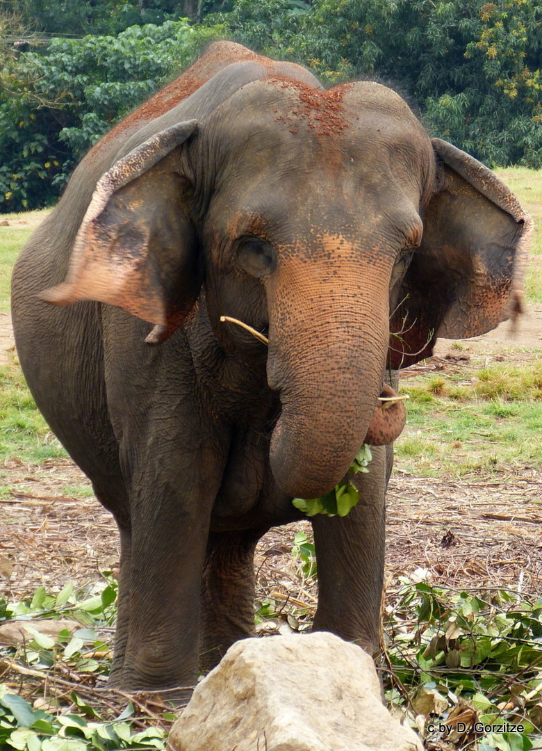 Sri Lanka  Elefant !