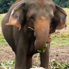 Sri Lanka  Elefant !