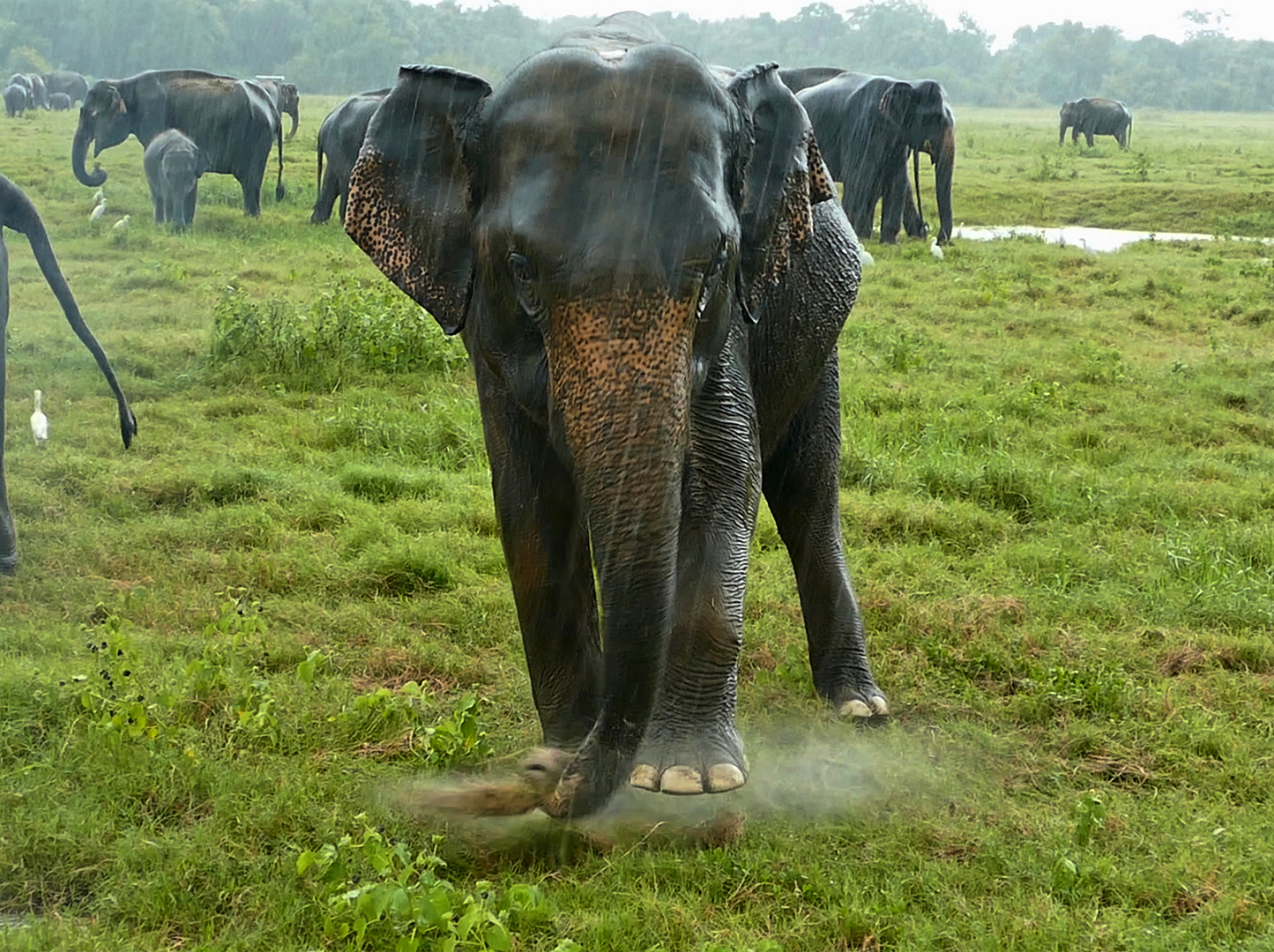 Sri Lanka: Elefant im Monsun