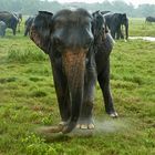 Sri Lanka: Elefant im Monsun