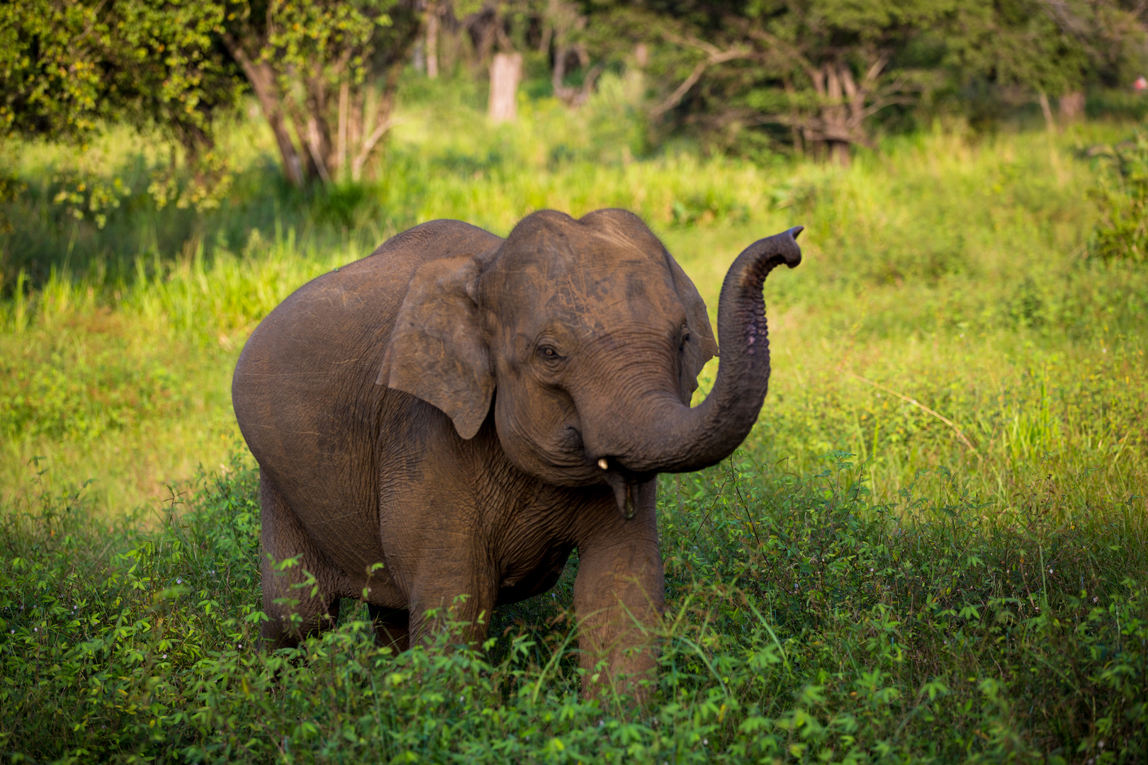 Sri Lanka / Elefant in freier Natur