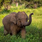 Sri Lanka / Elefant in freier Natur