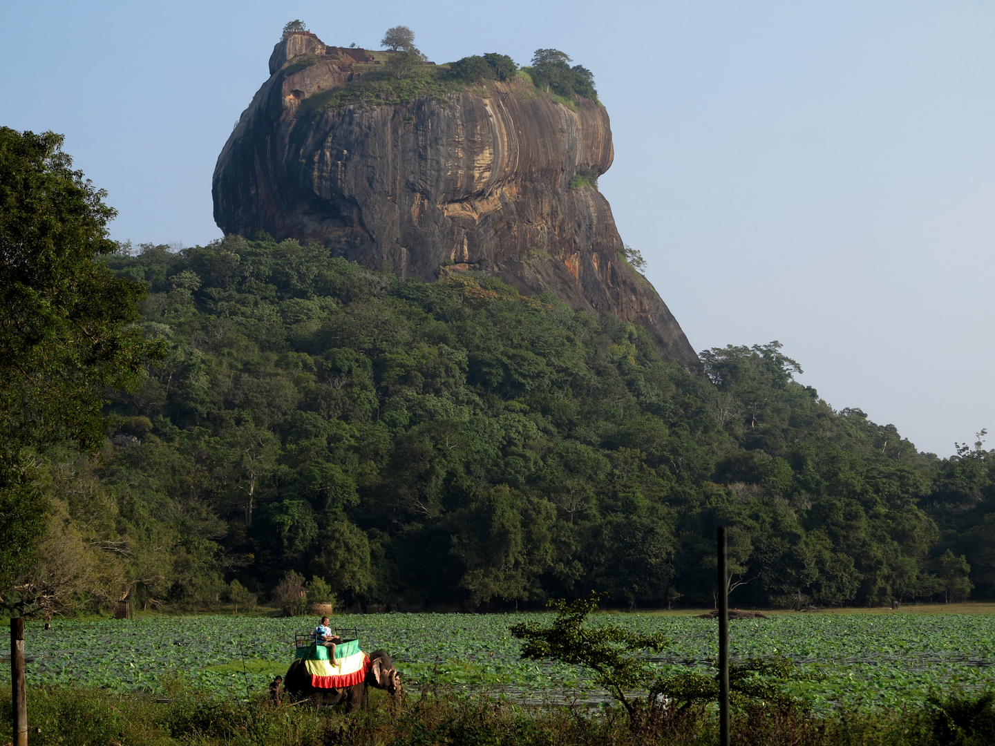 SRI LANKA - Elefant vor Sigiriya Berg