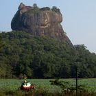 SRI LANKA - Elefant vor Sigiriya Berg