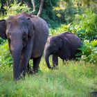 Sri Lanka / Elefanten in freier Natur