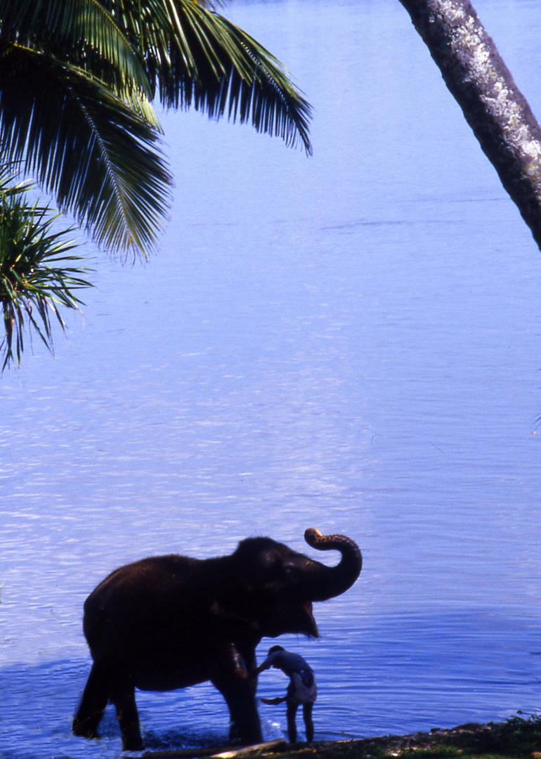 Sri Lanka, Elefanten Wellness