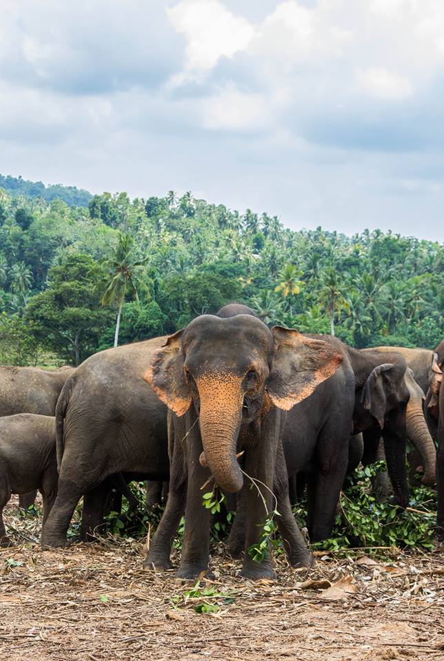 Sri Lanka Elephant