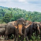 Sri Lanka Elephant